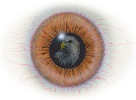 Eye to Eye/Eagle (#10)