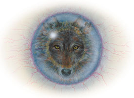 Eye to Eye/Wolf