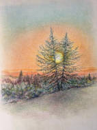 Sun in Pines